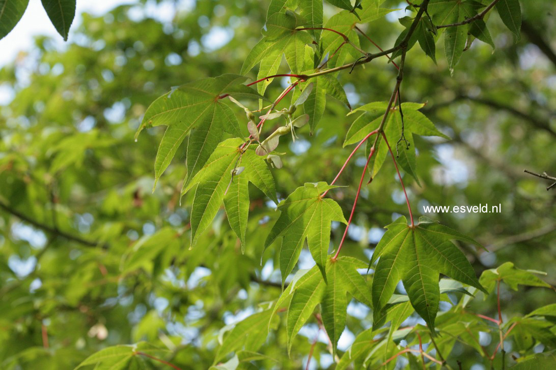 Acer campbellii ssp. flabellatum