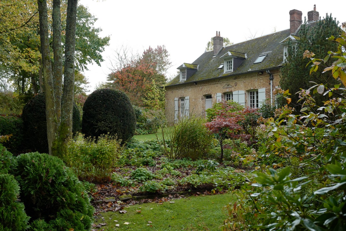 Acer campestre 'Nanum'