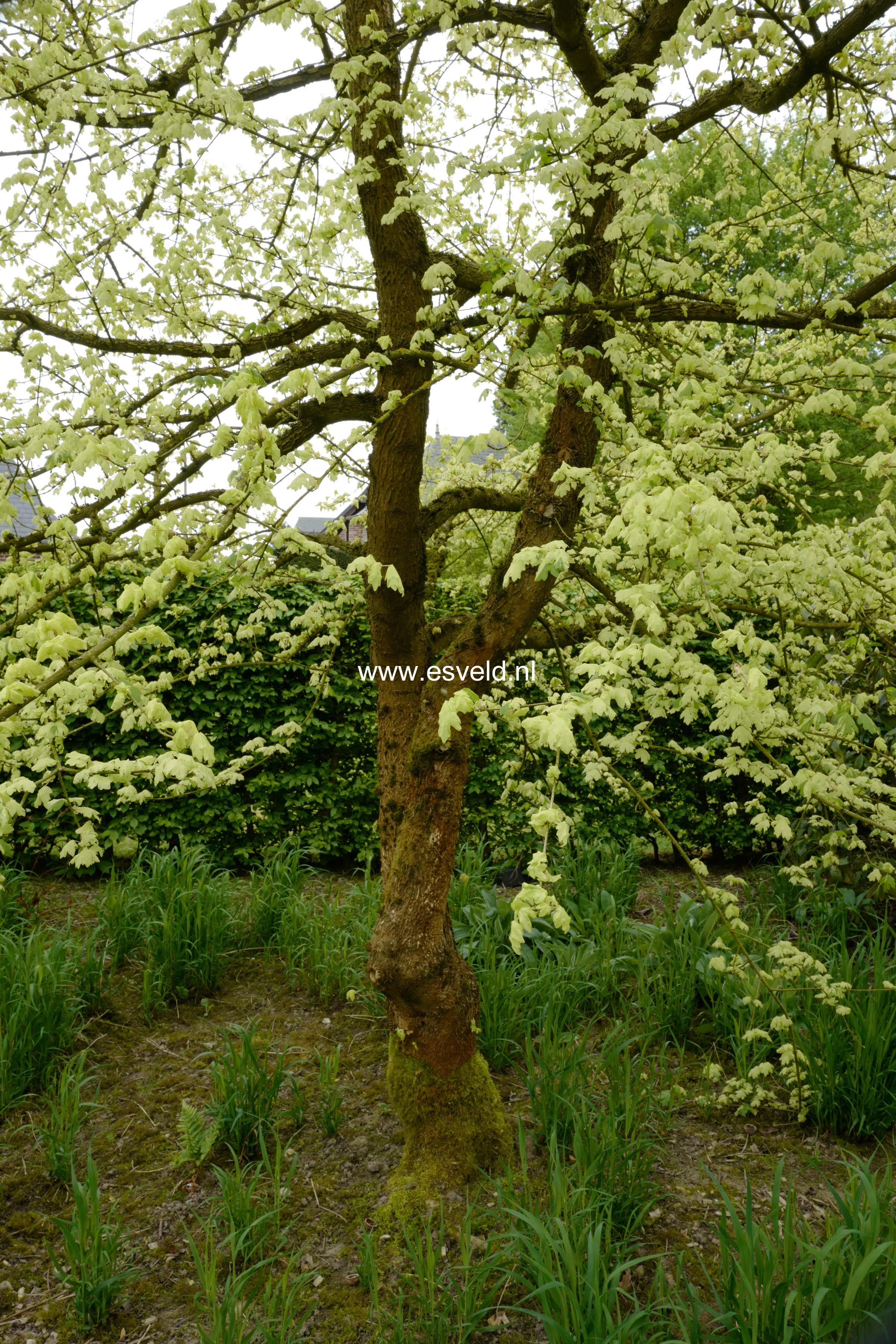 Acer campestre 'Pulverulentum'