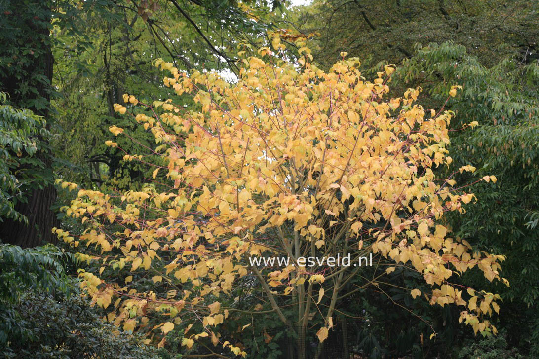 Acer conspicuum 'Phoenix'