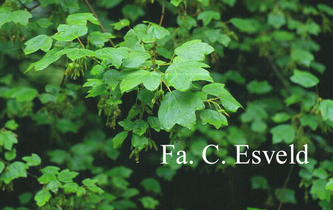 Acer coriaceum