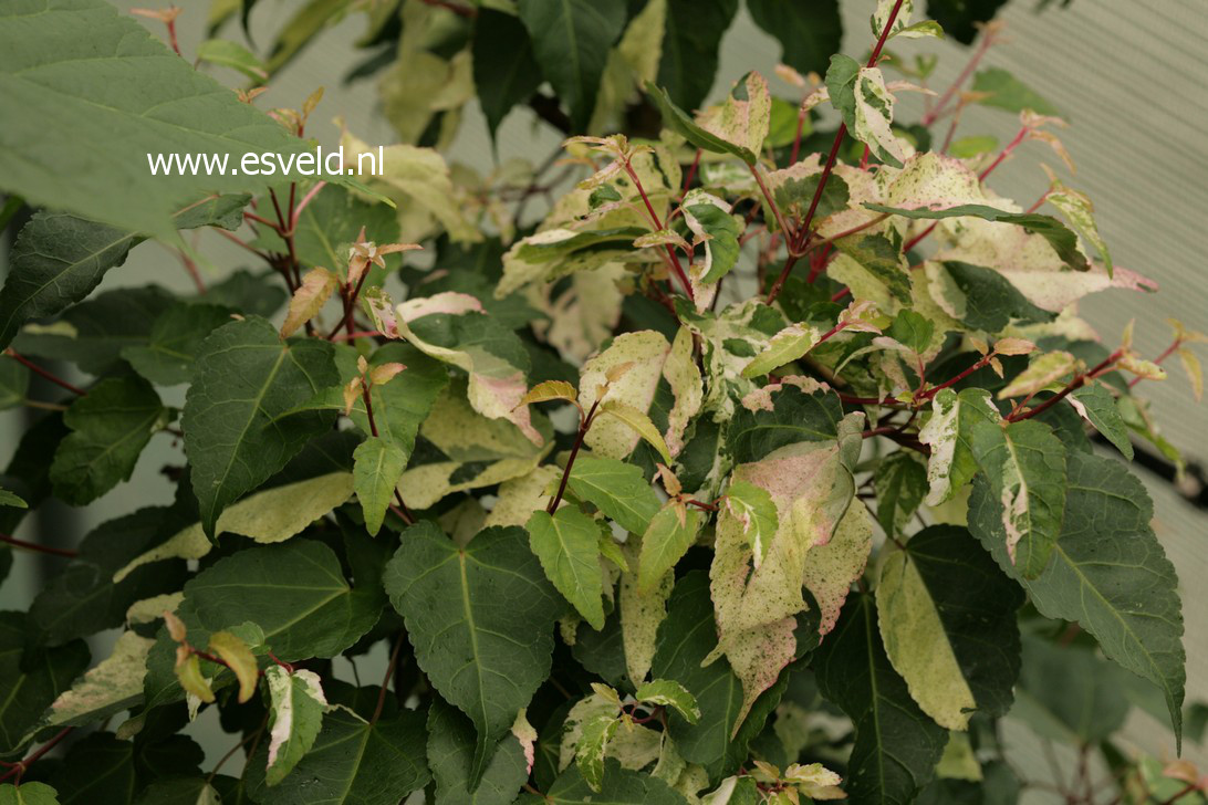 Acer crataegifolium 'Me-uri-no-ohfu'