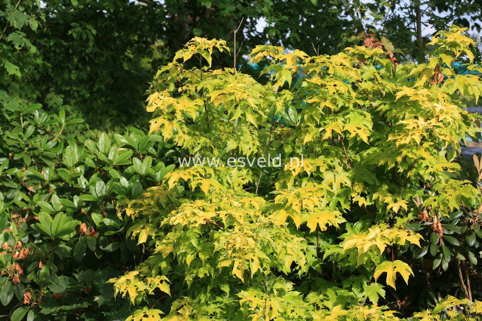 Acer hillieri 'Summergold'