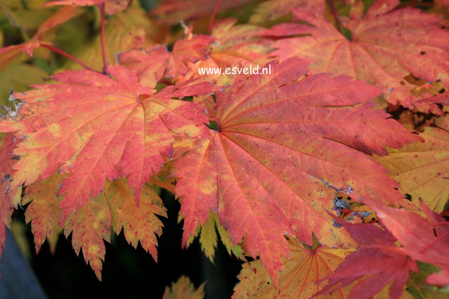 Acer japonicum 'Ō-isami'