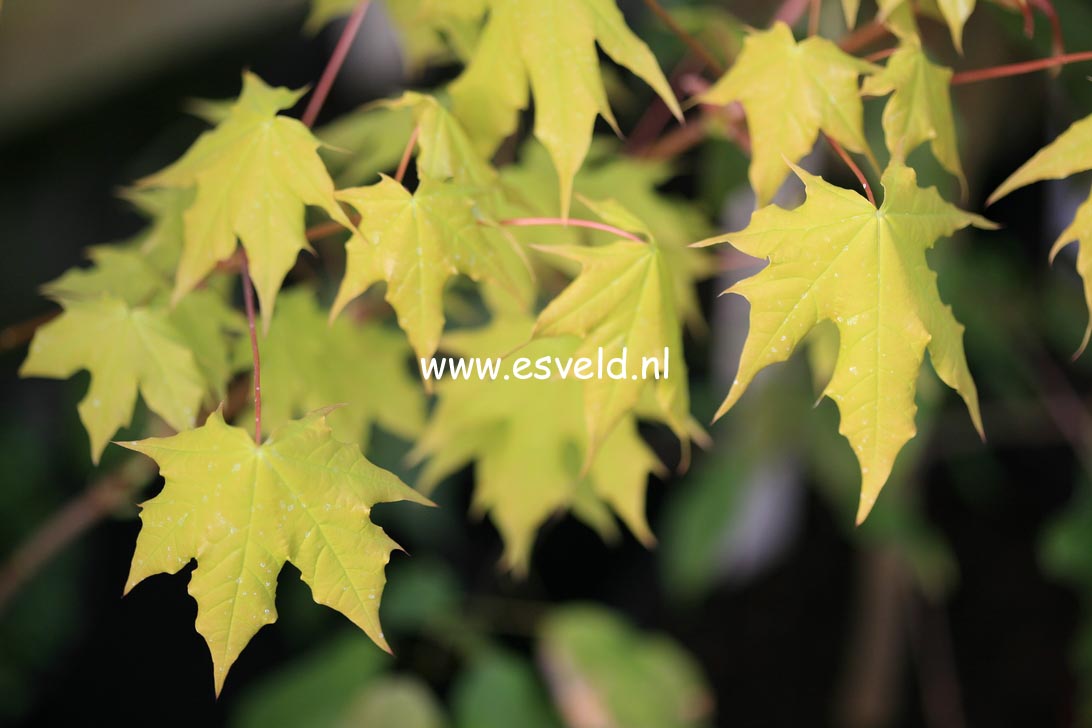 Acer longipes