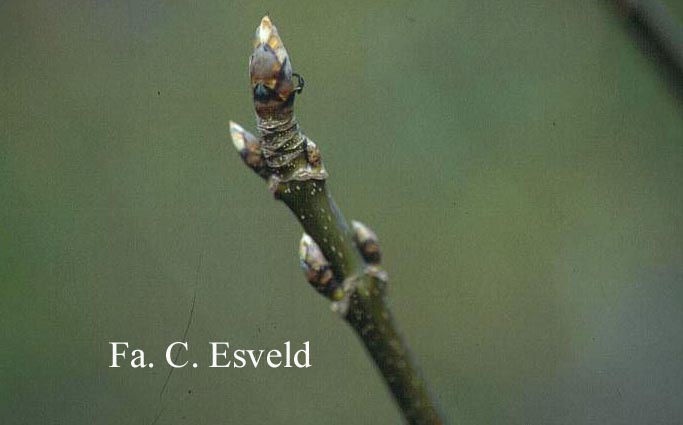 Acer macrophyllum