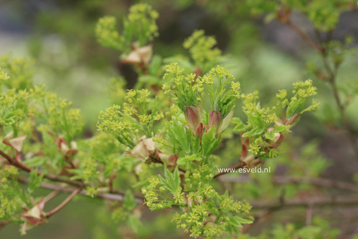 Acer miyabei