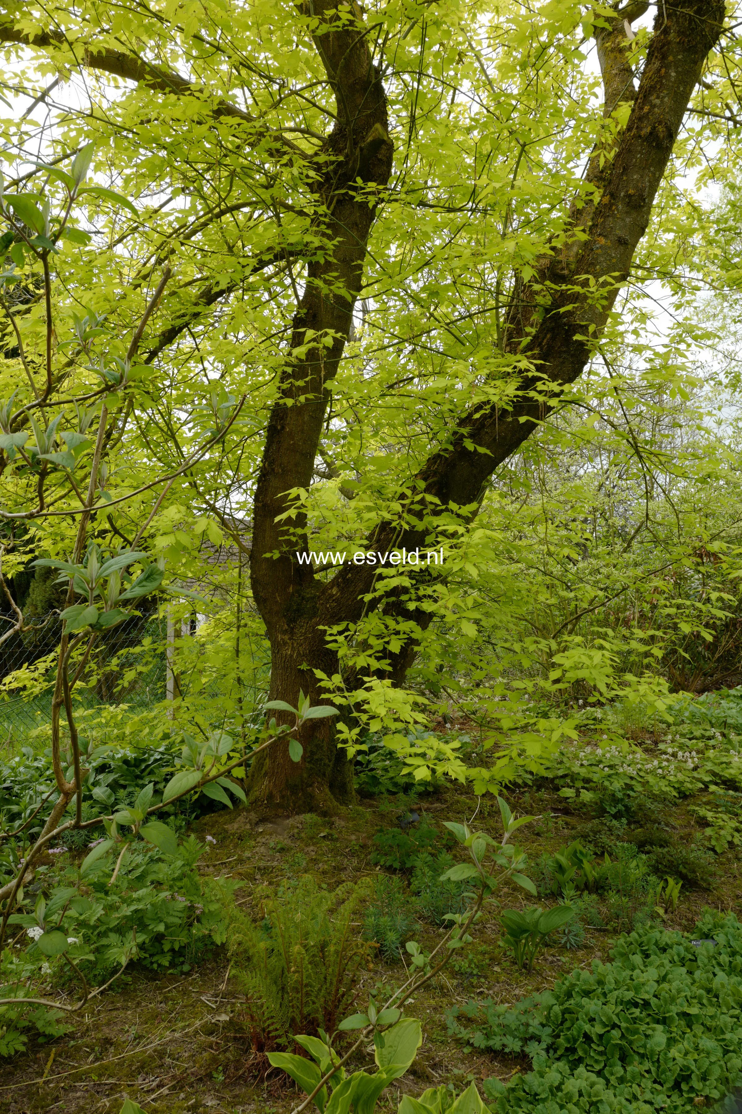 Acer negundo 'Kelly's Gold'