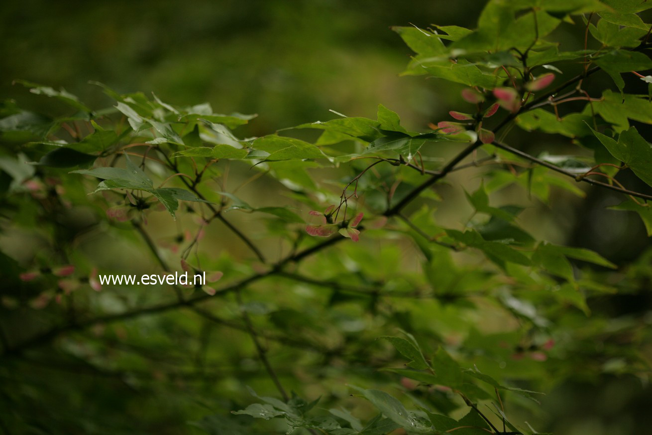 Acer oliverianum