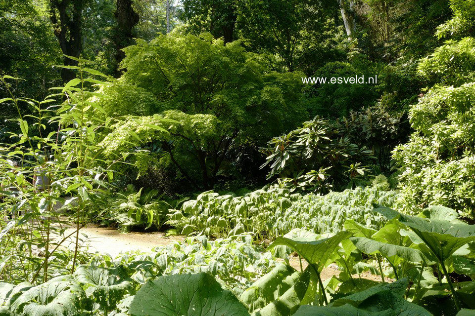 Acer palmatum 'Aureum'