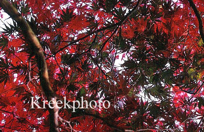 Acer palmatum 'Azuma-murasaki'