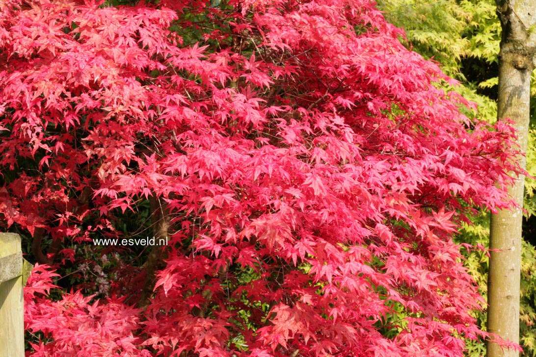Acer palmatum 'Beni-maiko'