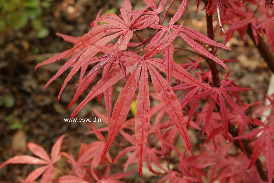 Acer palmatum 'Beni-ohtake'