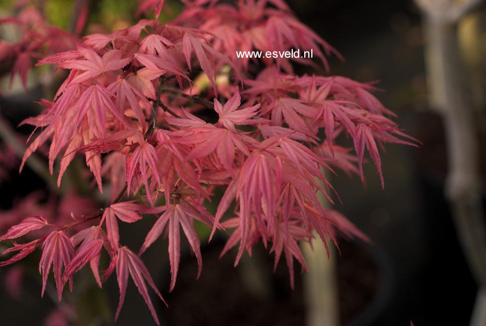 Acer palmatum 'Beni-otome'