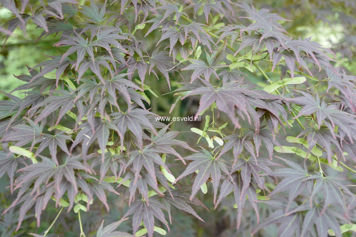 Acer palmatum 'Chikuma-no'