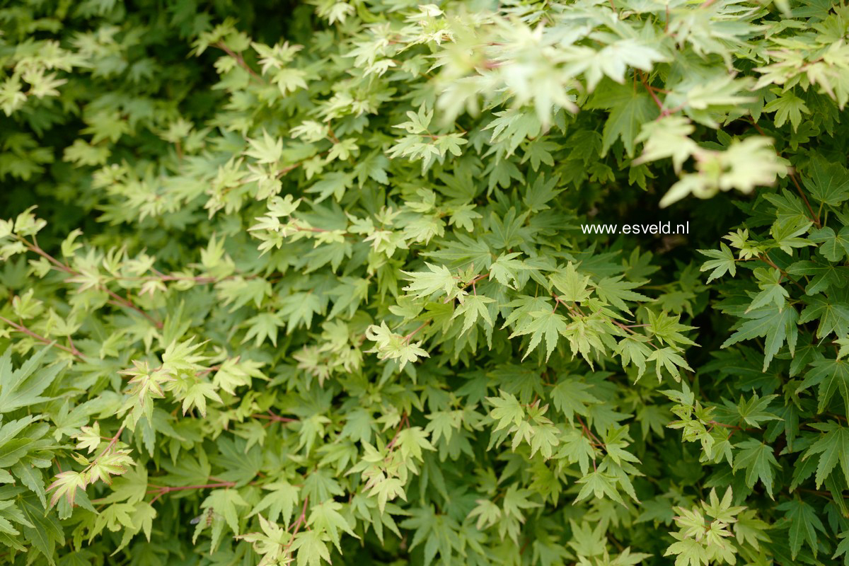 Acer palmatum 'Coonara Pygmy'