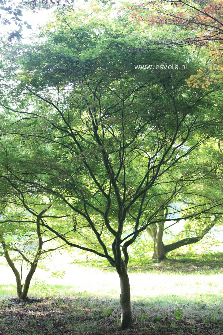 Acer palmatum 'De-shohjoh'