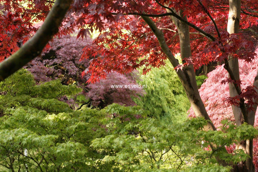 Acer palmatum 'Fireglow'