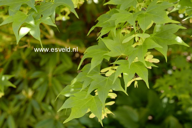 Acer palmatum 'Ichigyo-Ji'