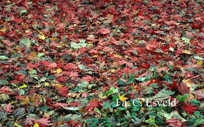 Acer palmatum 'Matsu-Kaze'