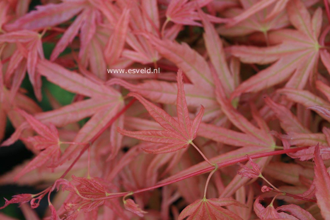 Acer palmatum 'Naniwa-beni'