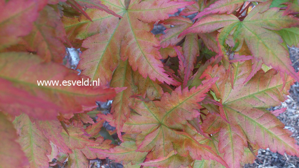 Acer palmatum 'Nishiki-gasane'