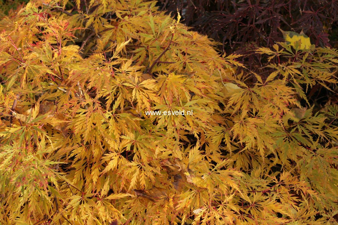 Acer palmatum 'R-Lane'