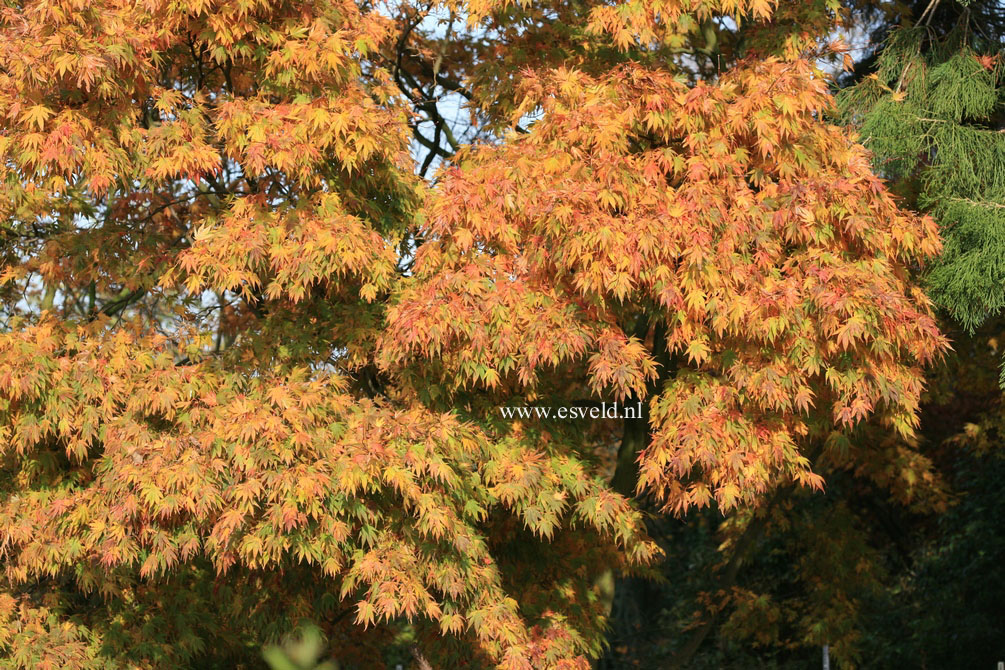 Acer palmatum 'Shikage-ori-nishiki'