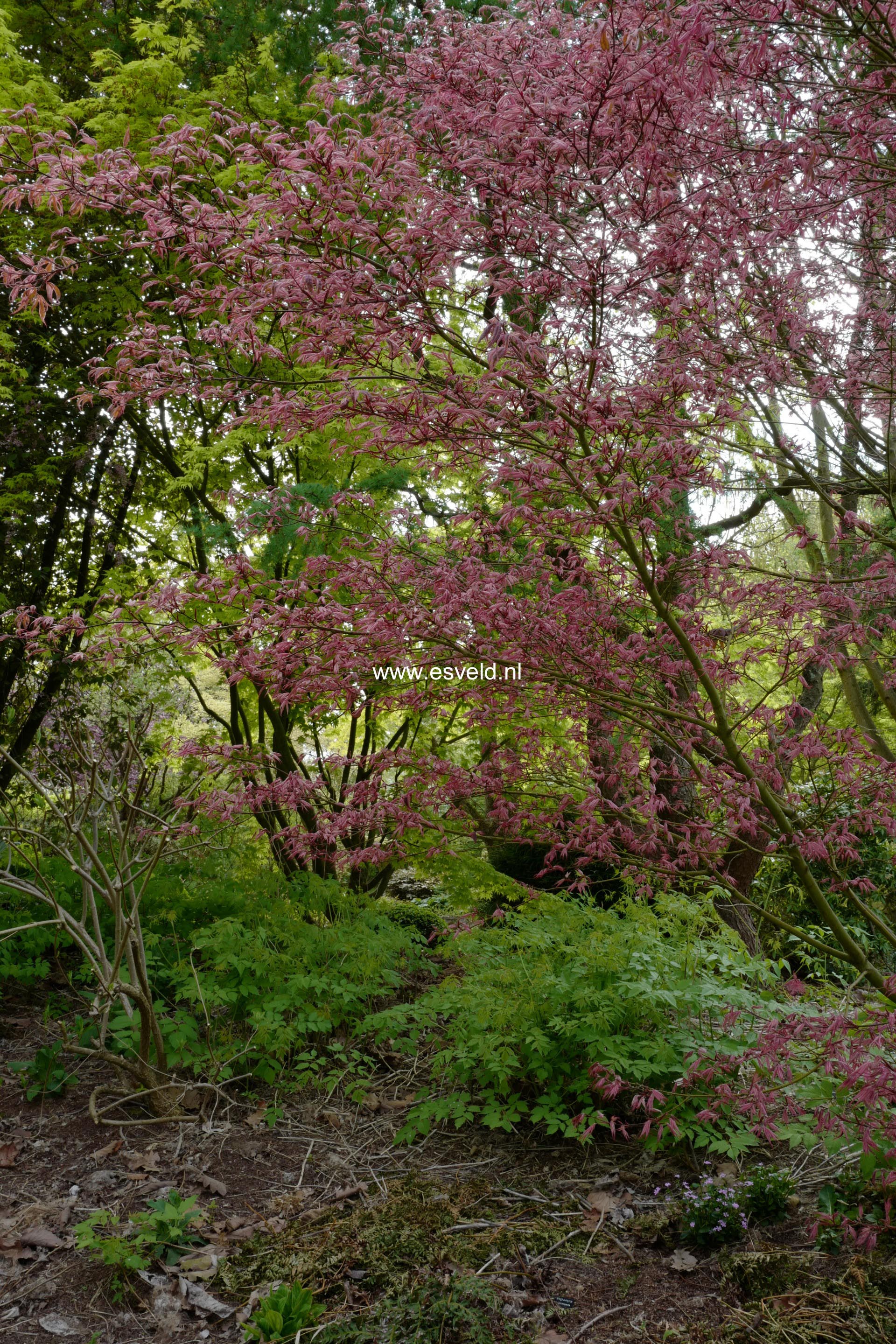 Acer palmatum 'Shirazz'