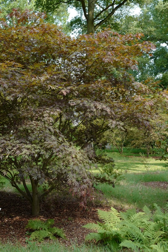 Acer palmatum 'Sumi-nagashi'