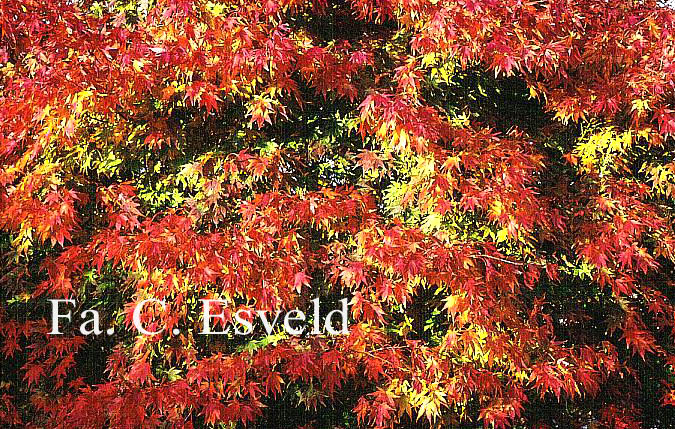 Acer palmatum 'Tatsuta'