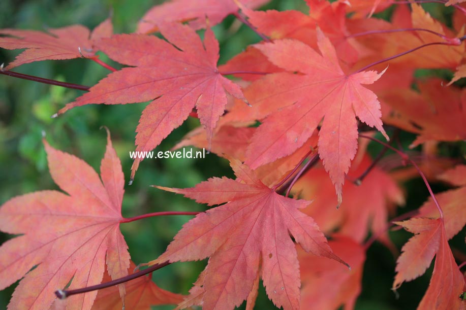Acer palmatum 'Tsukubane'