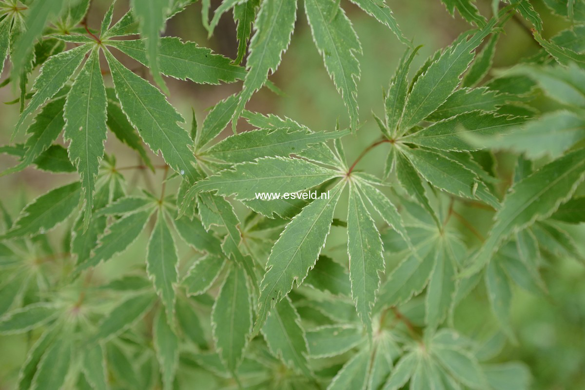 Acer palmatum 'Wakehurst Pink'