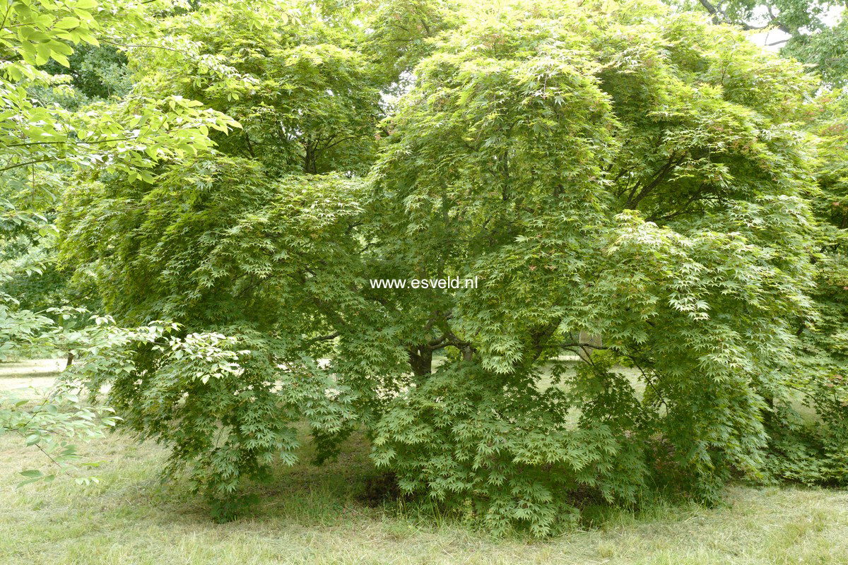 Acer palmatum 'Westonbirt Red'