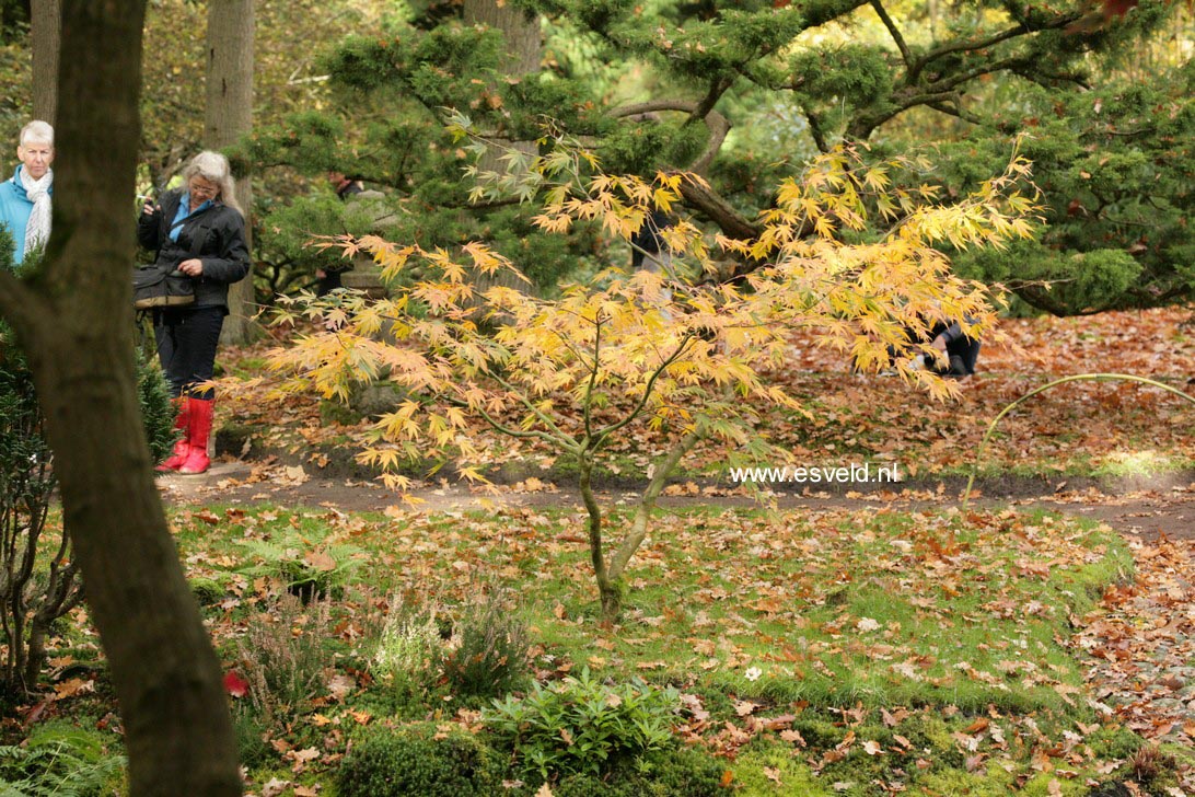 Acer palmatum 'Westonbirt Spreading Star'