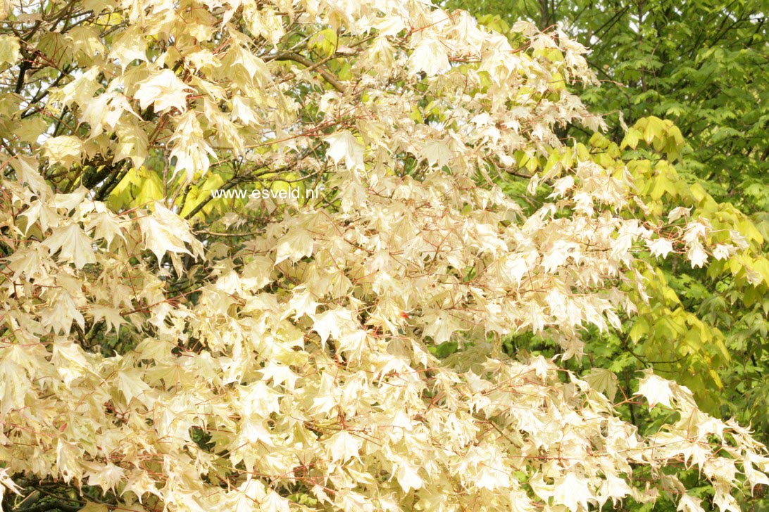 Acer pictum 'Usugumo'