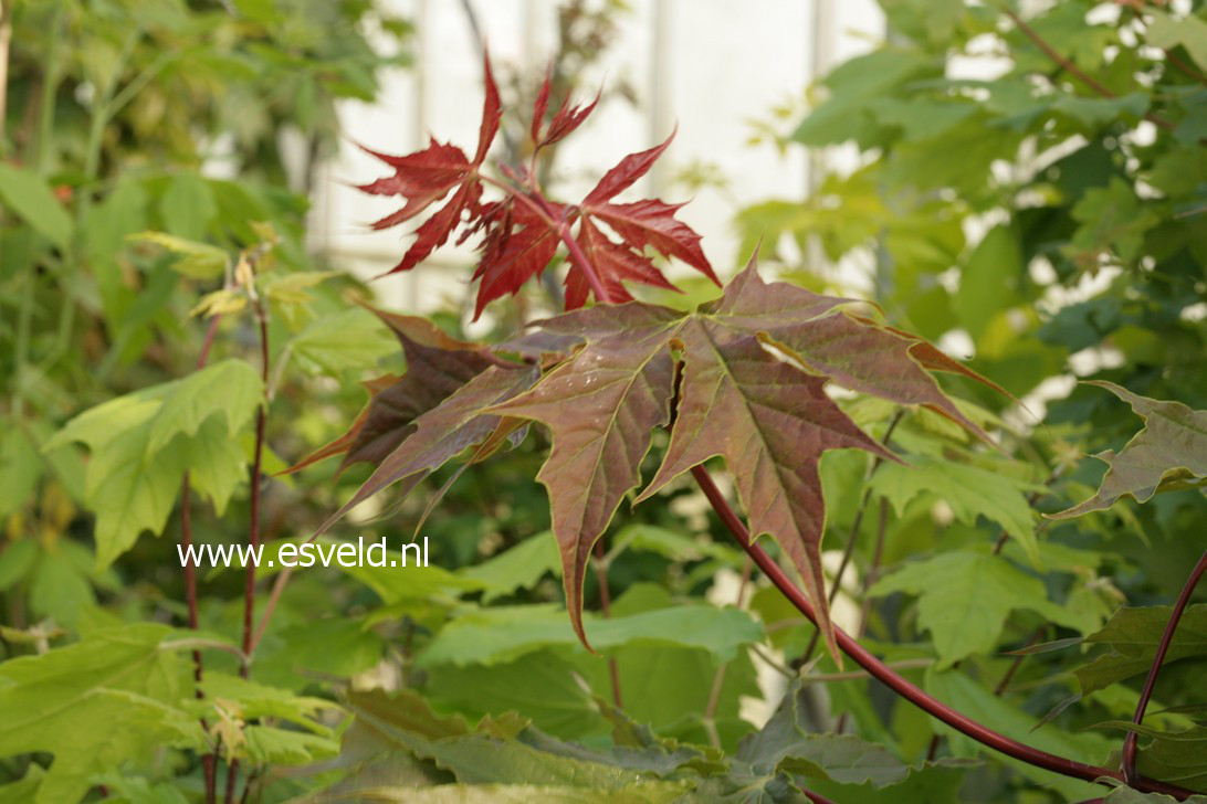 Acer platanoides 'Charles Joly'