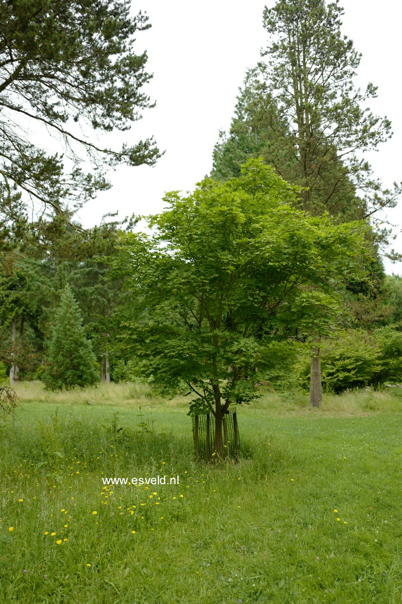 Acer robustum