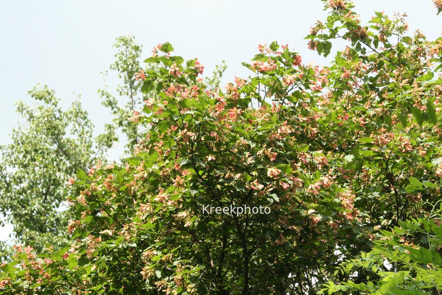 Acer tataricum