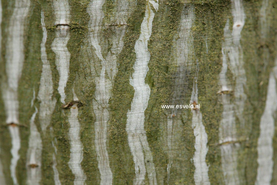 Acer tegmentosum 'White Tigress'