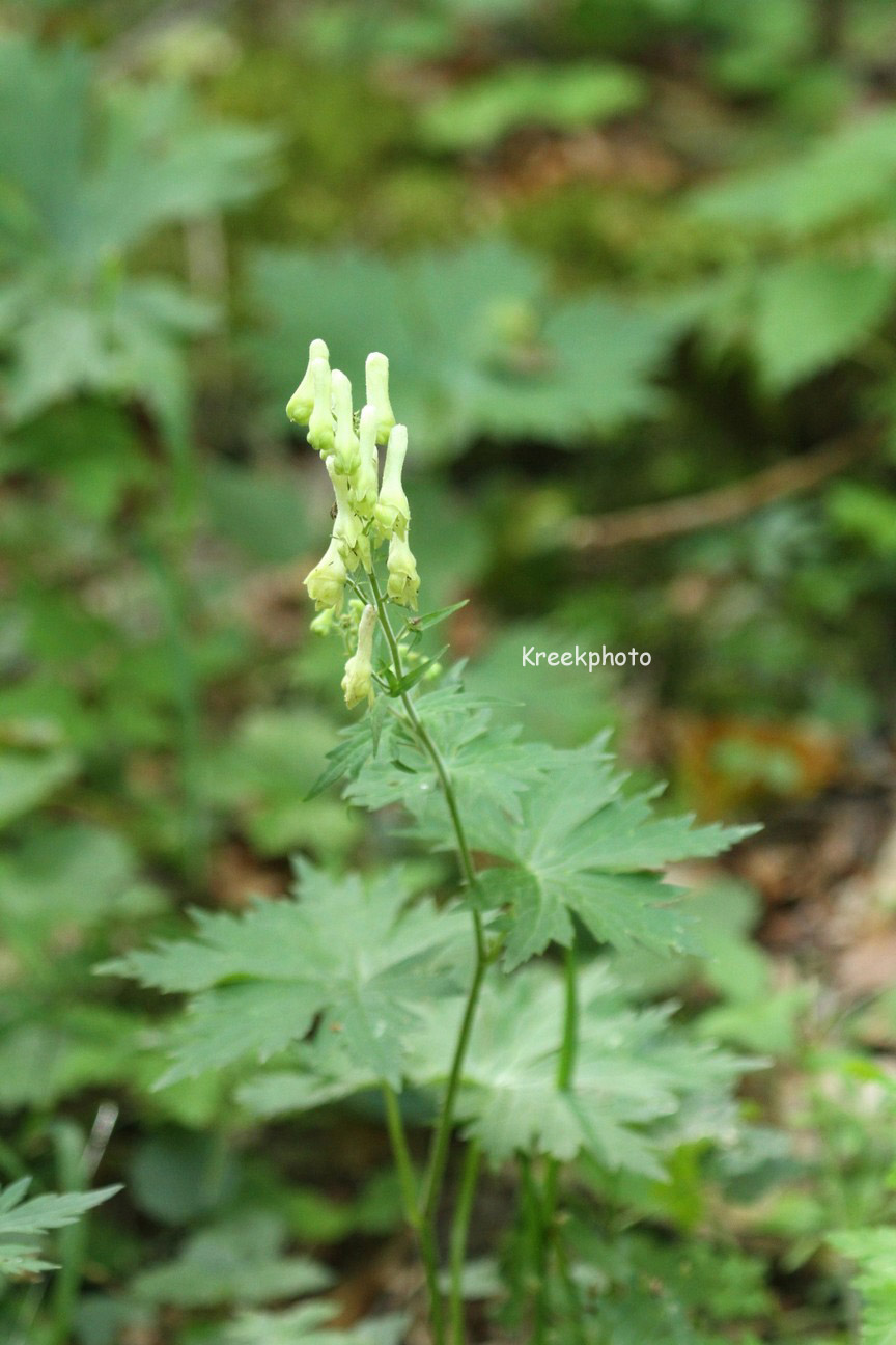 Aconitum vulparia