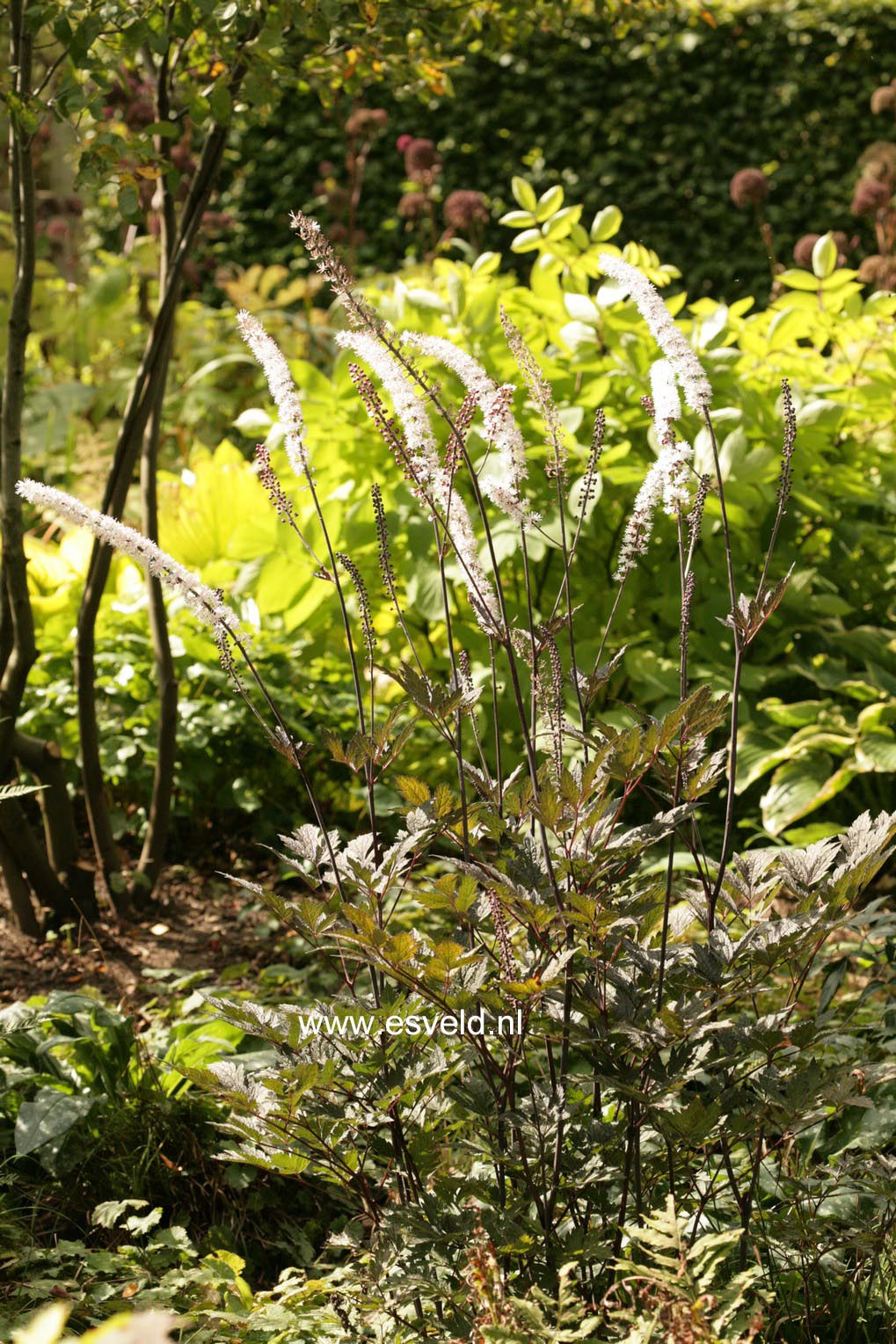 Actaea simplex 'Brunette'