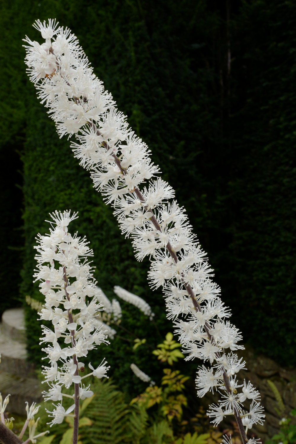 Actaea simplex