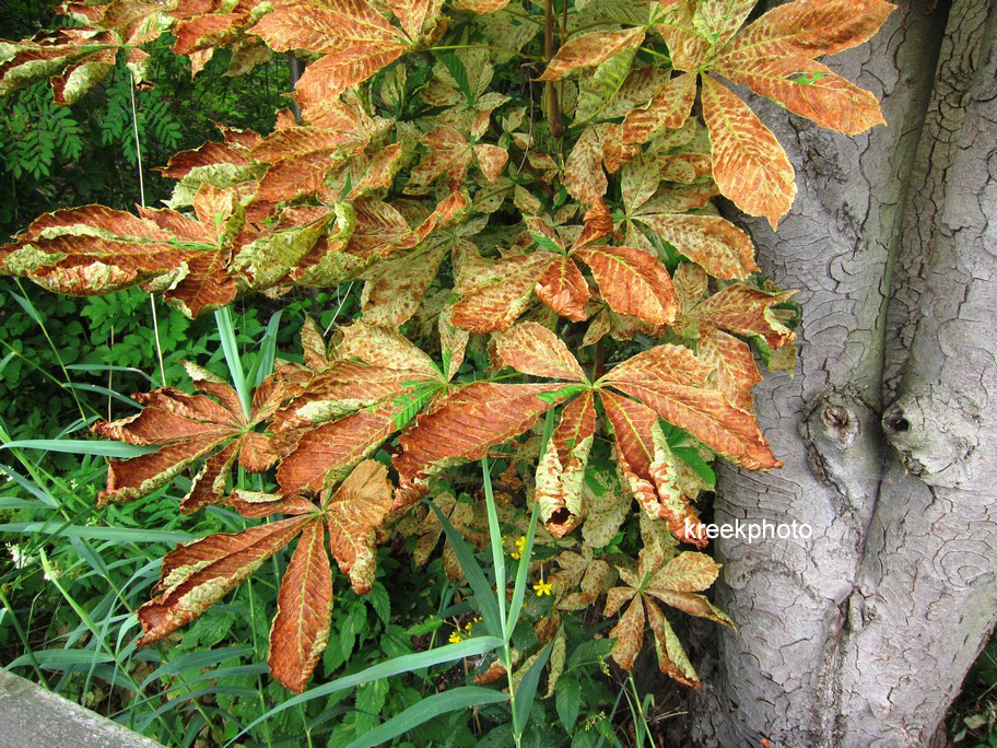 Aesculus hippocastanum