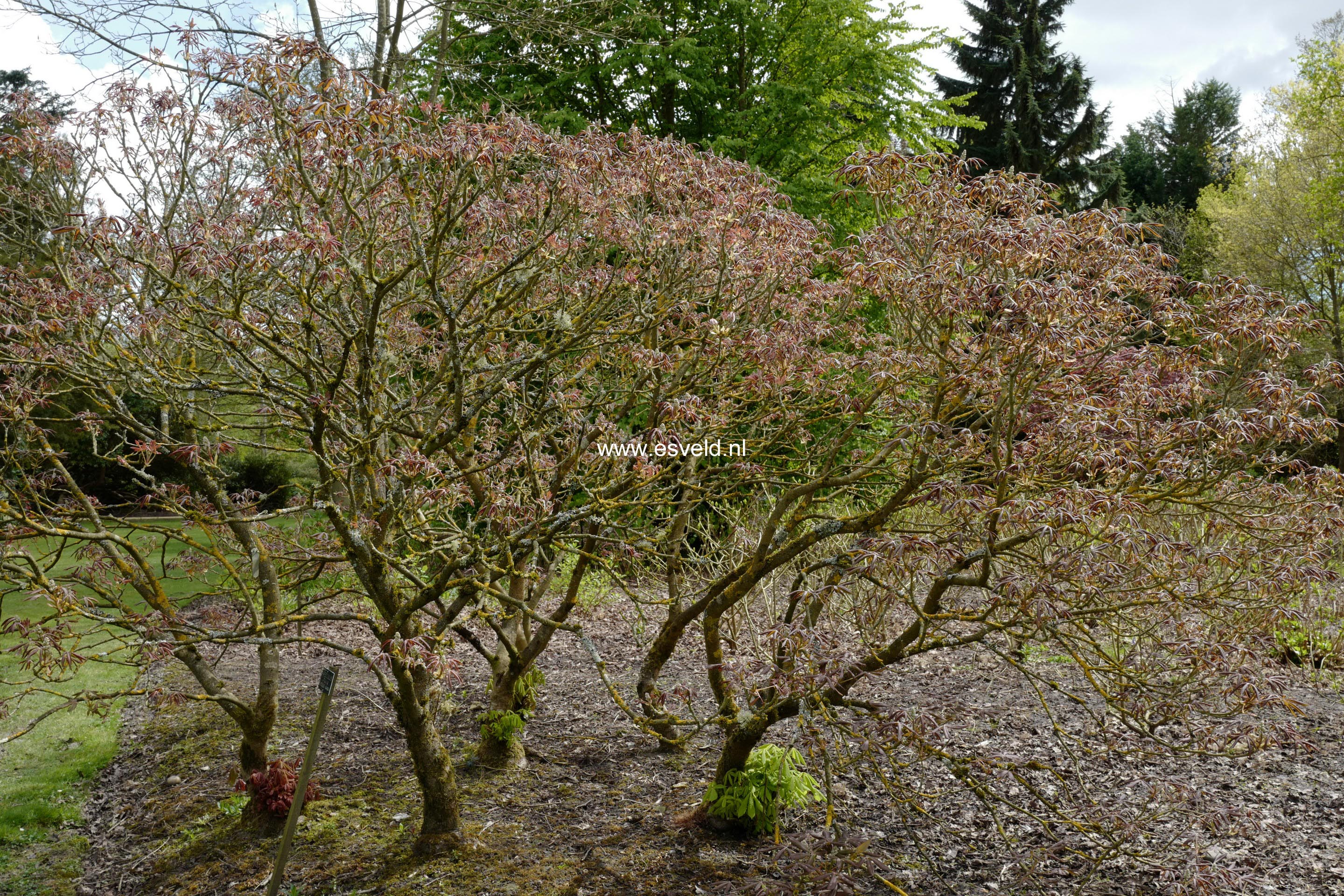 Aesculus mutabilis 'Induta'