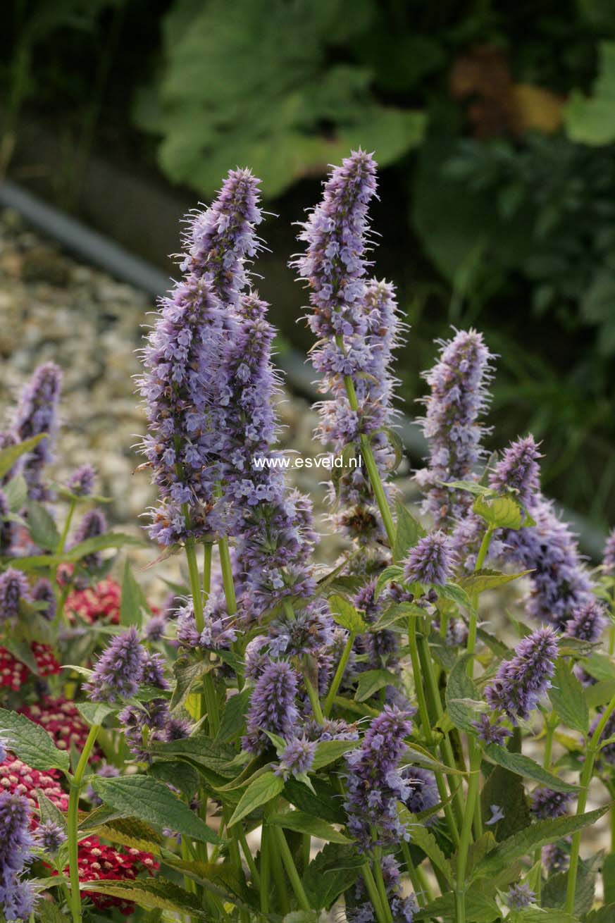 Agastache 'Blue Fortune'