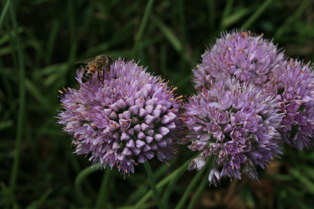 Allium senescens