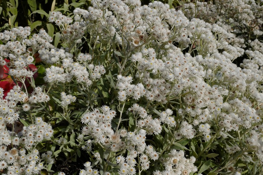 Anaphalis triplinervis 'Sommerschnee'