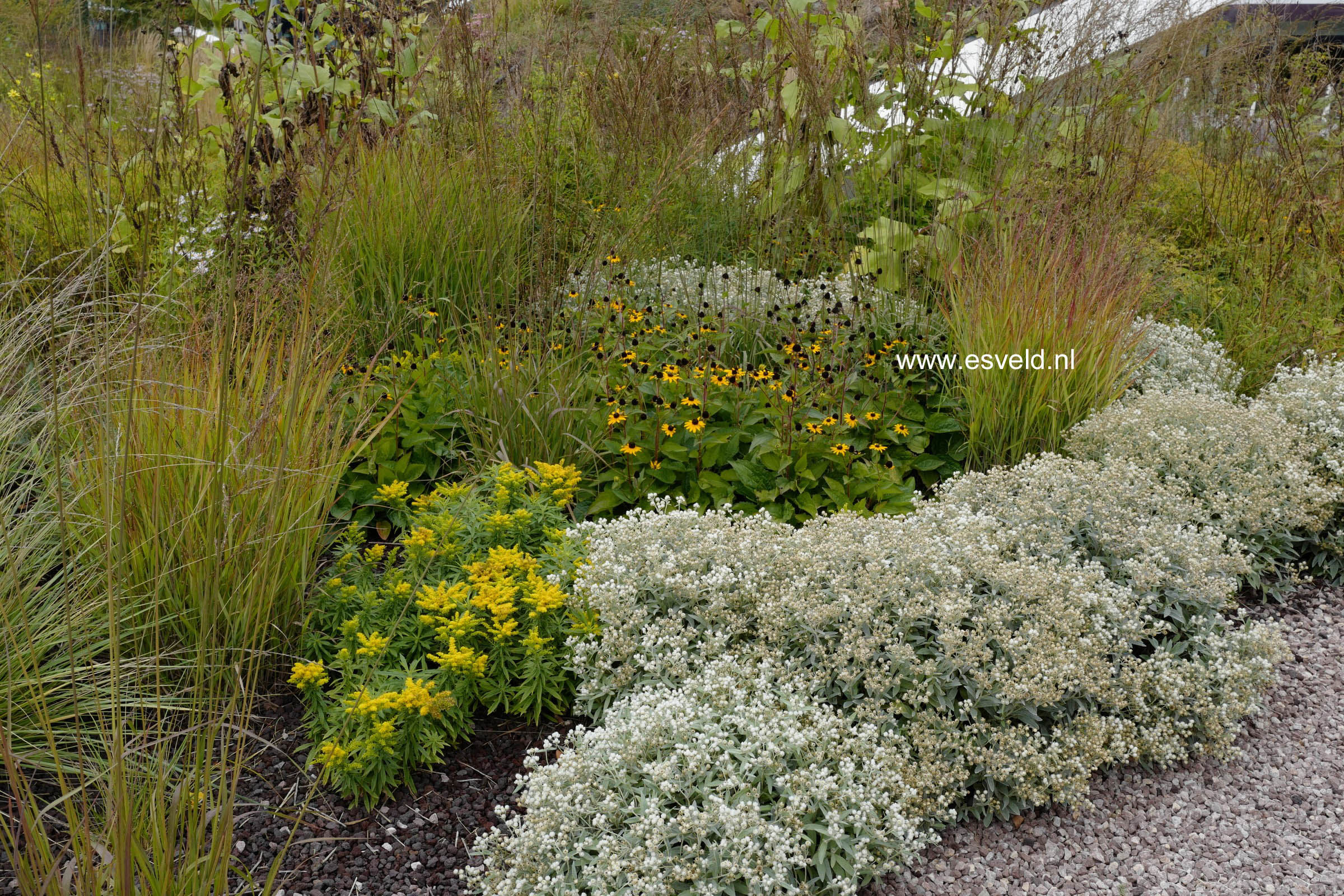 Anaphalis triplinervis