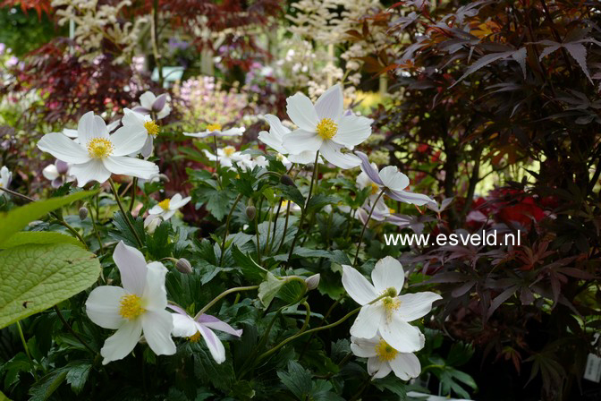 Anemone hybrida 'Wild Swan'